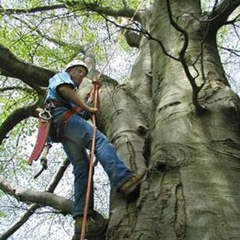 Aaa Tree Care - Certified Arborists - Landscaping Near Me Aaa Tree Care - Certified Arborists - Landscaping Near Me