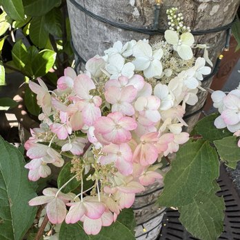 Maxine's Cafe & Bar - Hydrangea - Bars Near Me - Vancouver, British Columbia