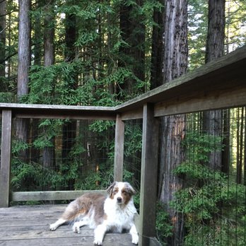Vacasa - Our fluff ball enjoying the fresh air. - Vacation Rentals Near Me Vacasa - Our fluff ball enjoying the fresh air. - Vacation Rentals Near Me