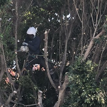 Rancho Coastal Tree - Tree Services Near Me - San Diego, California