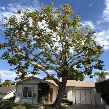 The Branch - Perfect - Tree Services Near Me - San Marcos, California The Branch - Perfect - Tree Services Near Me - San Marcos, California