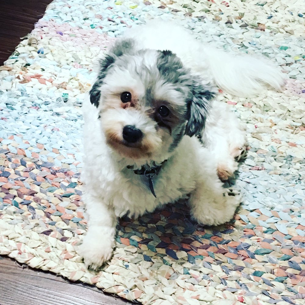 THUMB VETERINARY SERVICES Updated August 2024 60 E Miller Rd