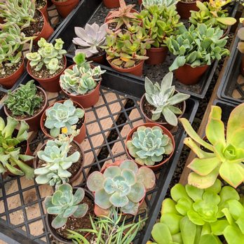 OC Succulents - Nurseries & Gardening Near Me - Irvine, California OC Succulents - Nurseries & Gardening Near Me - Irvine, California