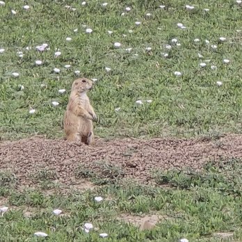 Theodore Roosevelt National Park - Adorable Prairie dogs - Parks Near Me - Medora, North Dakota Theodore Roosevelt National Park - Adorable Prairie dogs - Parks Near Me - Medora, North Dakota