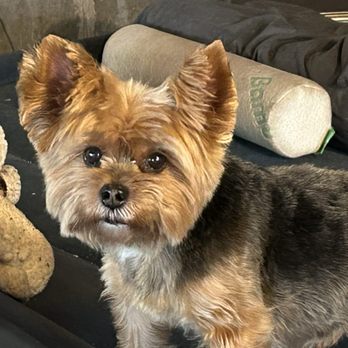 Michigan Humane - Lil Guy Yorkie smart & sweet - Animal Shelters Near Me - Westland, Michigan Michigan Humane - Lil Guy Yorkie smart & sweet - Animal Shelters Near Me - Westland, Michigan