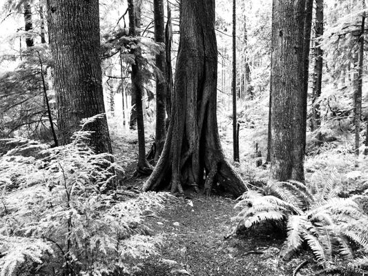 Willapa National Wildlife Refuge by null