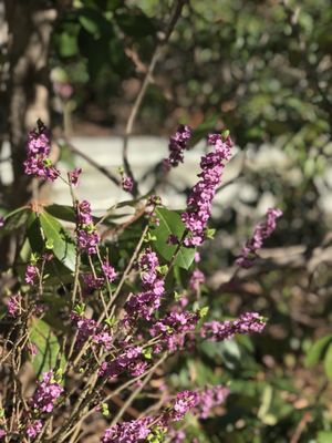 Memorial University Botanical Garden by null