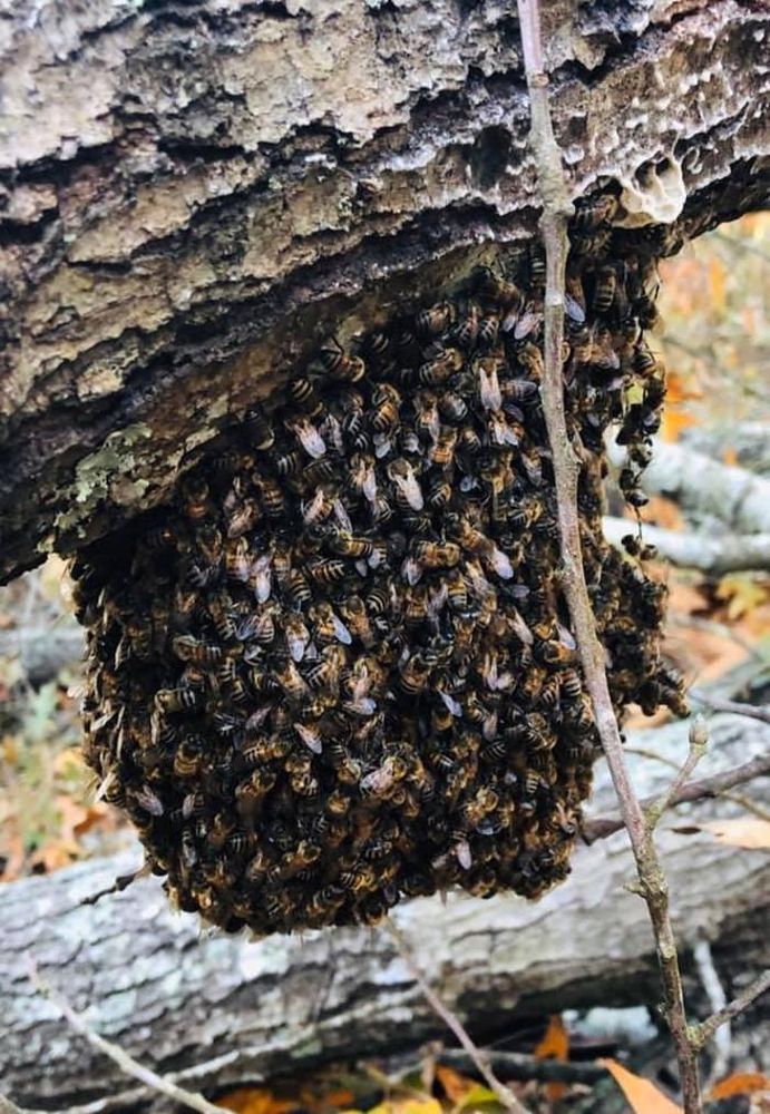 THE HONEY BEE RESCUERS Updated June 2024 21 Photos Conroe, Texas Pest Control Phone