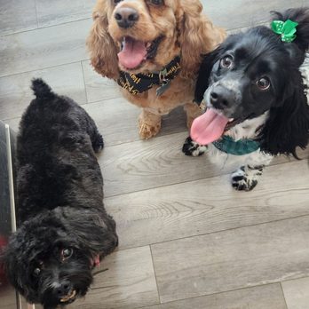Salon Le Fur - After photo of three pups! - Pet Groomers Near Me Salon Le Fur - After photo of three pups! - Pet Groomers Near Me