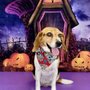 Photo of Bows n Ties Mobile Grooming