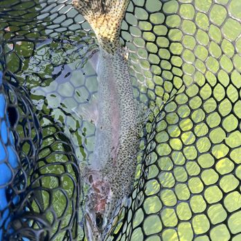 Jack Trout Fly Fishing Guide - Our first catch of the day! - Fishing Near Me - Mount Shasta, California