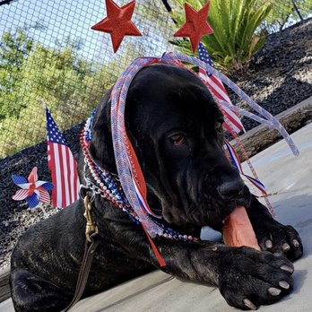 K9 Companions - Penny during her training before 4th of July. - Pet Training Near Me - Perris, California K9 Companions - Penny during her training before 4th of July. - Pet Training Near Me - Perris, California