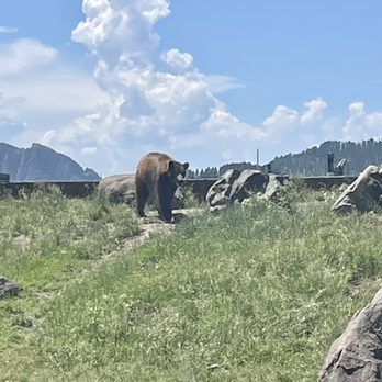 Montana Grizzly Encounter - One of Montanas Grizzly's - Amusement Parks Near Me - Bozeman, Montana Montana Grizzly Encounter - One of Montanas Grizzly's - Amusement Parks Near Me - Bozeman, Montana