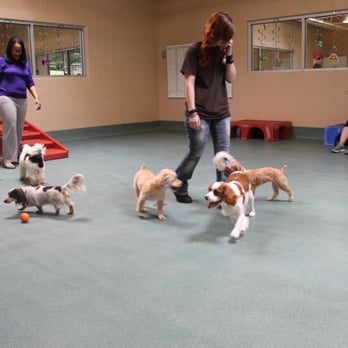 dulles pet hotel and daycare