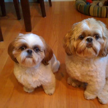 CleanDog - EMMA AND ELLE LOV CLEAN DOG - Pet Groomers Near Me - Chicago, Illinois CleanDog - EMMA AND ELLE LOV CLEAN DOG - Pet Groomers Near Me - Chicago, Illinois