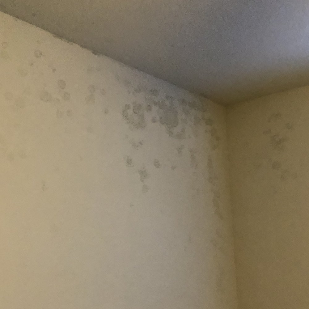 Mold in living room Mold in living room
