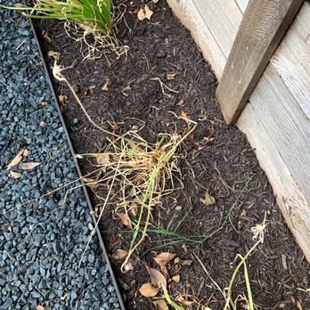 Crafted Outdoor Living & Design - Dead plants (drip lines in this area did not work after connection issue) - Landscape Architects or Designers Near Me Crafted Outdoor Living & Design - Dead plants (drip lines in this area did not work after connection issue) - Landscape Architects or Designers Near Me