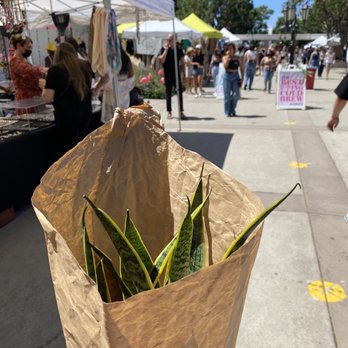 Melrose Trading Post - Bought a snake plant from one of the vendors. - Flea Markets Near Me - Los Angeles, California