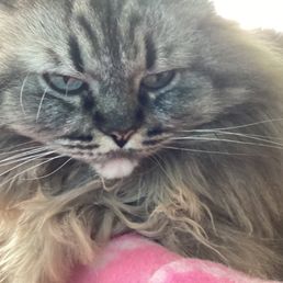Ethel our cat