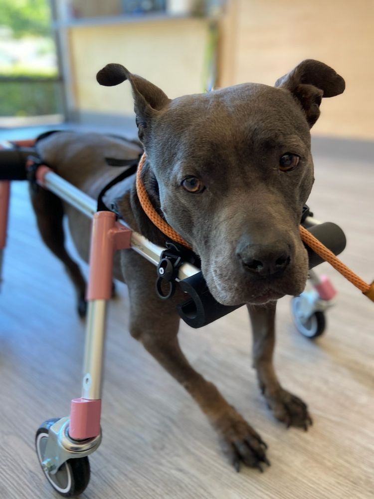 SAN ANSELMO ANIMAL HOSPITAL Updated September 2024 24 Photos & 56