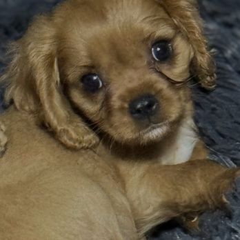 VEG ER for Pets - Ruby puppy - Emergency Pet Hospital Near Me - Jacksonville, Florida VEG ER for Pets - Ruby puppy - Emergency Pet Hospital Near Me - Jacksonville, Florida
