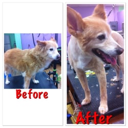 Your Passionate Groomer's Mobile Dog Grooming