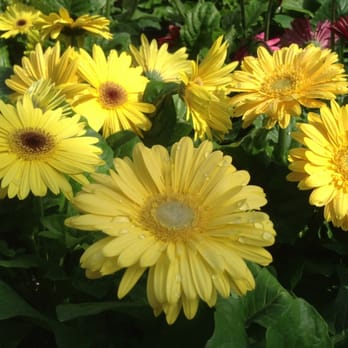 The Home Depot - Nice Flowers - Nurseries & Gardening Near Me - Chesapeake, Virginia The Home Depot - Nice Flowers - Nurseries & Gardening Near Me - Chesapeake, Virginia