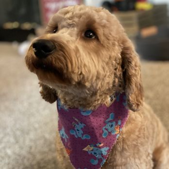 KCS Dog Spaw - Pet Groomers Near Me KCS Dog Spaw - Pet Groomers Near Me