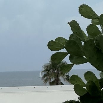 Pesca Vilano - cactus and sailboat - The image features a cactus plant with broad, green pads occupying the right side of the frame. In the background, there is a view of the ocean with a sailboat visible on the water. A palm tree is also seen near the shoreline, and the sky is overcast with gray clouds, suggesting a cloudy day at the coast. - Seafood Near Me - St. Augustine, Florida