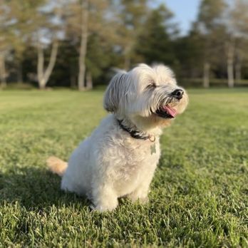 Dream Pet Grooming  - April 30 - Pet Groomers Near Me - Irvine, California