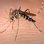Magnolia Pest Solutions