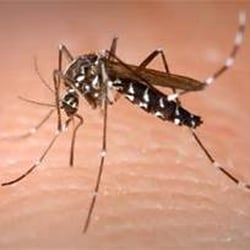 Magnolia Pest Solutions