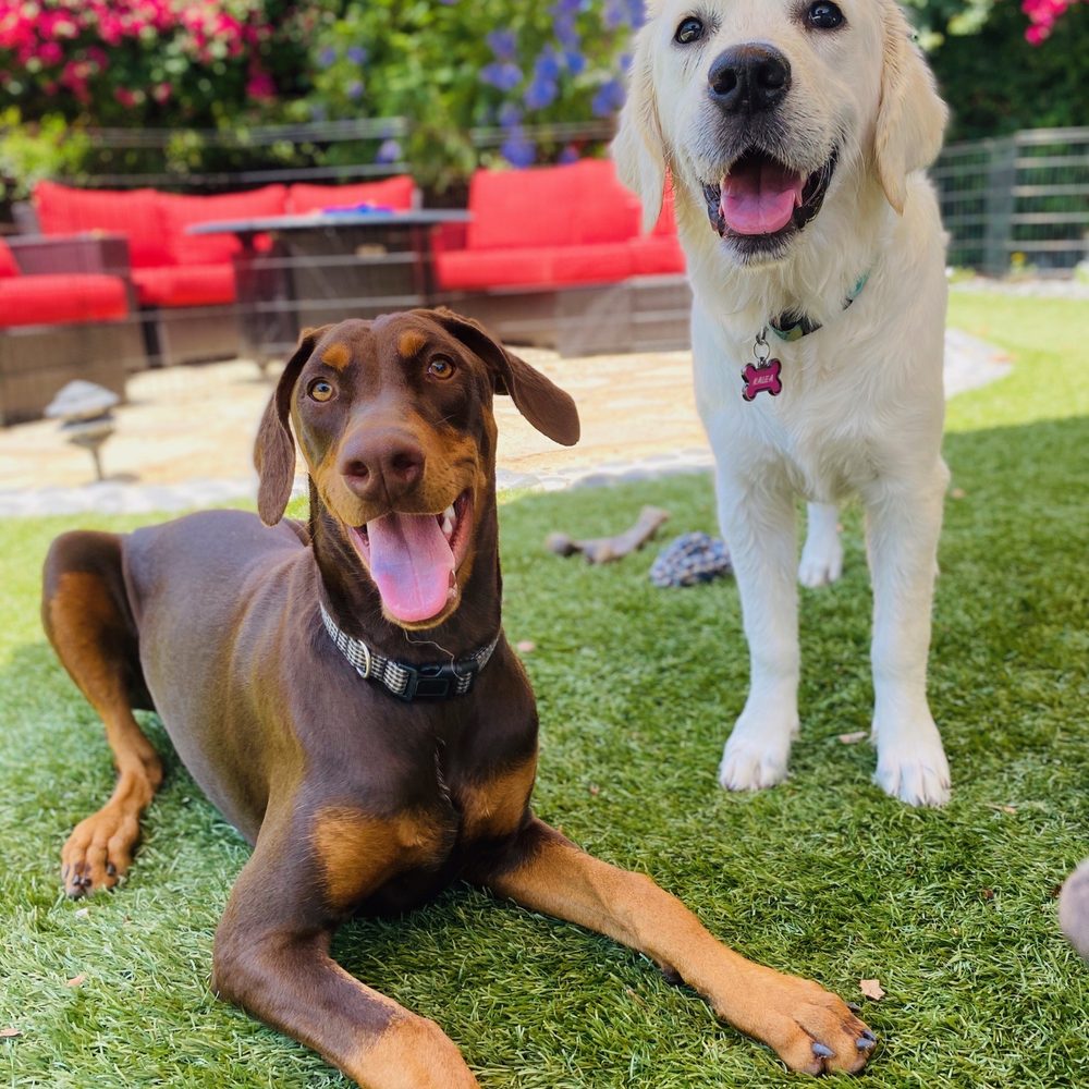 Wet Noses Dog Training - Ruby and her BFF Kalea... - Pet Training Near Me Wet Noses Dog Training - Ruby and her BFF Kalea... - Pet Training Near Me