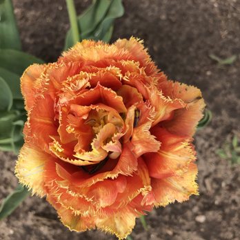 Veldheer's - Nurseries & Gardening Near Me - Holland, Michigan