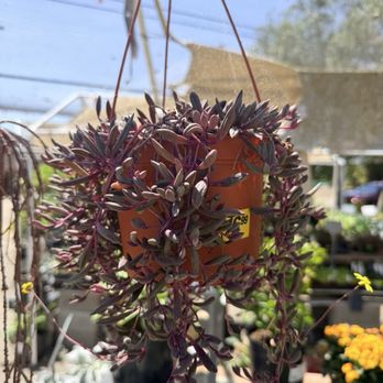 Regan Nursery - Nurseries & Gardening Near Me - Fremont, California Regan Nursery - Nurseries & Gardening Near Me - Fremont, California