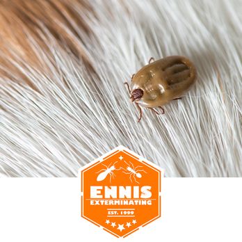 Ennis Exterminating - Pest Control Near Me - Brooks, Georgia Ennis Exterminating - Pest Control Near Me - Brooks, Georgia