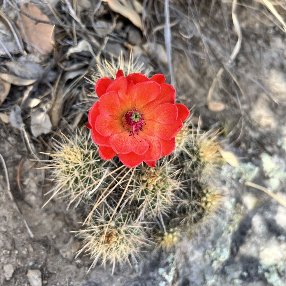 Desert flower Desert flower