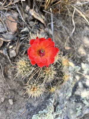 Chiricahua National Monument by null