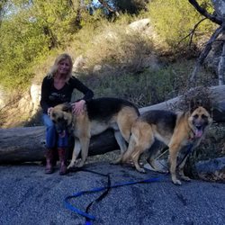 ABC pet sitting & dog walking