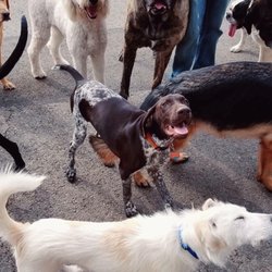 Jeanne's Doggy Day Care & Pet Hotel Valley