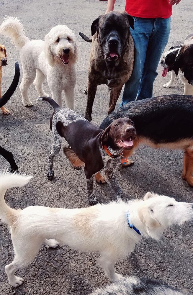 JEANNE’S DOGGY DAY CARE & PET HOTEL VALLEY Updated September 2024