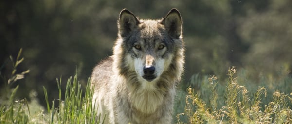 Bear Country USA by null