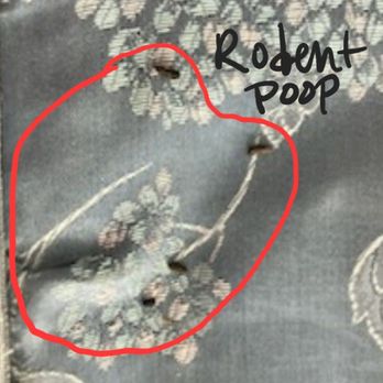 Extra Space Storage - Rodent droppings on my Daughter's box spring. - Self Storage Near Me - Leander, Texas