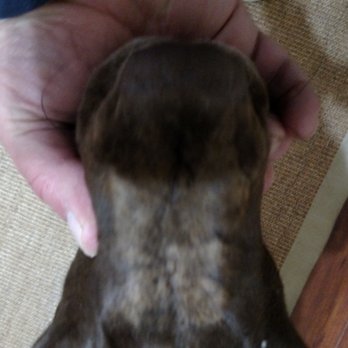 Hightest Kennels - His nose now with the scarring. - Pet Training Near Me - Oroville, California Hightest Kennels - His nose now with the scarring. - Pet Training Near Me - Oroville, California
