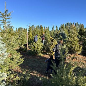 McGee Christmas Tree Farm - The family having a blast walking amongst the trees! - Christmas Trees Near Me - Placerville, California McGee Christmas Tree Farm - The family having a blast walking amongst the trees! - Christmas Trees Near Me - Placerville, California