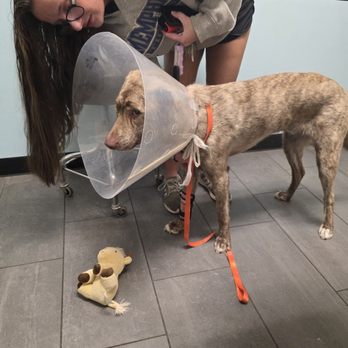 Hound House 901 - My pup was not feeling well and Taylor even came to the vet with us! She is so AMAZING!! - Pet Sitting Near Me - Memphis, Tennessee