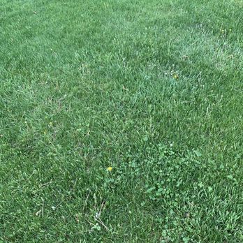 TruGreen Lawn Care - Clover & weeds - Tree Services Near Me - Londonderry, New Hampshire TruGreen Lawn Care - Clover & weeds - Tree Services Near Me - Londonderry, New Hampshire