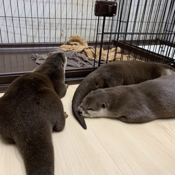 うさぎかふぇMIMI - Updated December 2025 - 60 Photos - 東池袋1-13