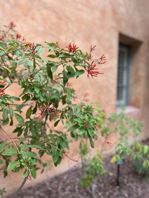 Royal Palms Resort and Spa -The Unbound Collection by Hyatt by null