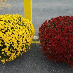 Heidel Hollow Farm - $30 Mums